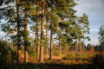 Fototapeta premium Beautiful winter evening light as the sunset over Blackheath Common in Surrey, UK