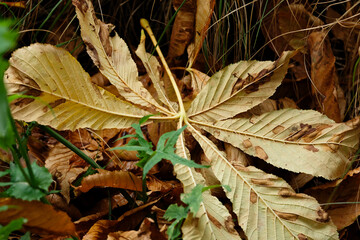 horse chestnut leaves fallen on the ears on an autumn day in Geneve, Switzerland