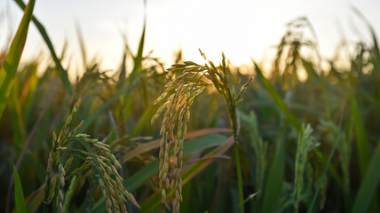 rice field in Beautiful sunrise ready-to-harvest ears of rice, paddy rice in field is nature food background