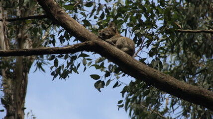 koala in the tree australia