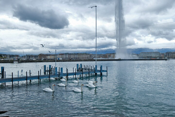 swans on Lake Geneva and the water jet on an autumn day in Geneve, Switzerland