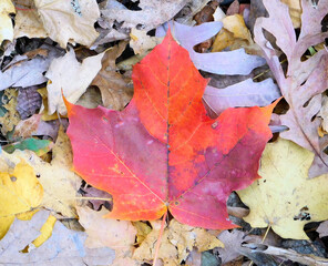 Naklejka na ściany i meble Red Toronto Style Maple Leaf in the Woods