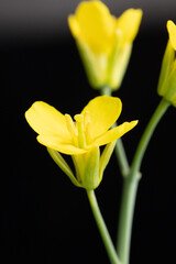 Naklejka premium Open canola flower close up with style and stigmas.