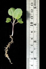 Canola young plant in the second leaf stage on black background with ruler.