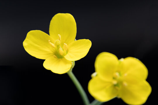 Open canola flower close up with style and stigmas.