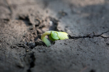 Canola seedling breaking through the soil surface with a hooked hypocotyl.
