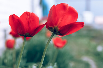 Obraz premium Gardening in the spring. Red tulips in the garden. Tulips, selective focus. Tulips in the garden on a sunny day.