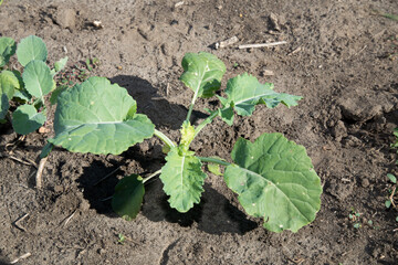 Canola rosette stage with 8 leaves.