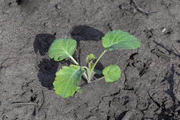 Canola rosette stage with 4 leaves.