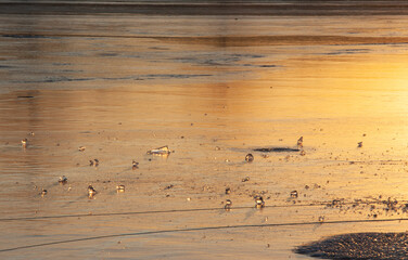 Ice floes against the background of the reflection of a golden sunset in the frozen river Staritsa