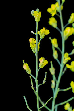 Canola Raceme With Fallen Flower Petals