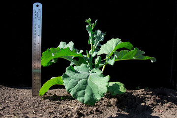 Canola plant in bud stage.