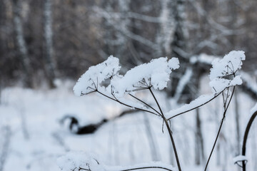 Shrubs in winter on the background of snow