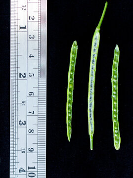 Canola opened green silique with seeds on black background with ruler.