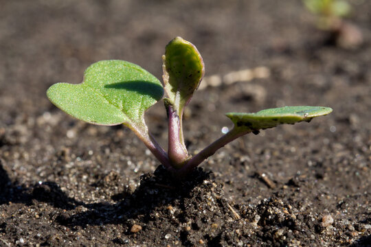 Canola gseedling in cotyledon stage.