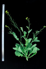 Canola flowering stage - pod development low on the plant while flowers are still at top of plant.
