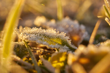 Frozen Leaves Covering the Ground in the Garden