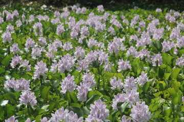 Field of Pontederia crassipes, commonly known as water hyacinth