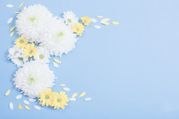 Fototapeta premium white and yellow chrysanthemum on blue paper background