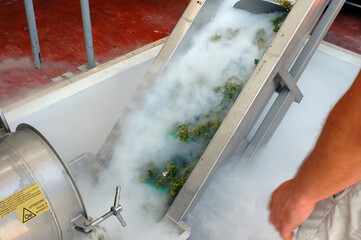 loading hopper with grapes