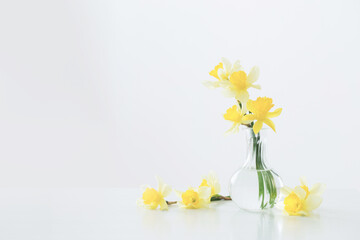 yellow narcissus in glass vase on white background