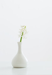 white hyacinth in vase on white background