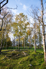 Obraz premium Silver birch tree trunks in a forest in southern Sweden during autumn