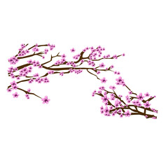 lovely branch of sakura on an isolated background in vector