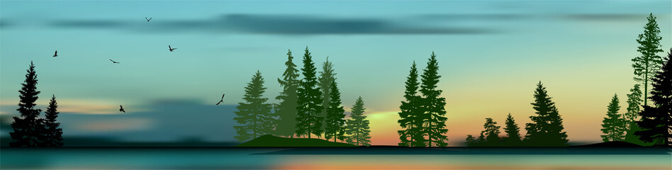 Obraz premium high pines and fir trees forest at sunrise