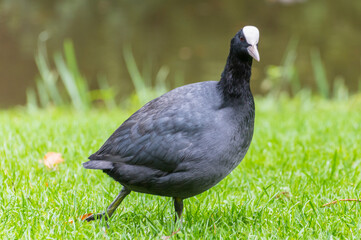 Eurasian Coot in Vondelpark, Amsterdam.