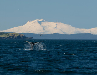 Fototapeta premium humpback tail
