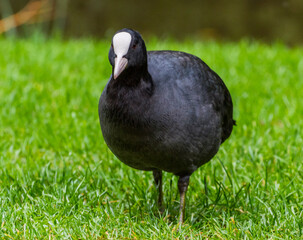 Eurasian Coot in Vondelpark, Amsterdam.