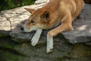 A picture of a resting dingo dog (Canis lupus dingo) in Australia