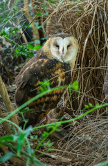 The eastern grass owl (Tyto longimembris), also known as Chinese grass owl or Australian grass owl seen in New South Wales