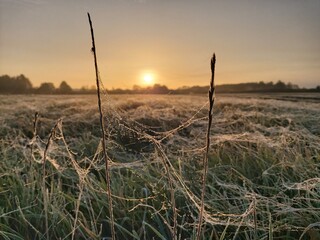 sunset in the field