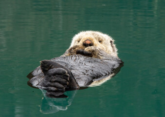 close up of a seal