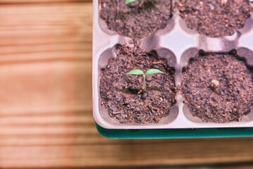 Peat pellets macro closeup on black tray for potted plants containers on table for growing garden seedlings during winter