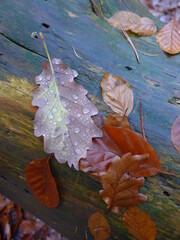 Wet Autumn Leaves on a Log of Wood