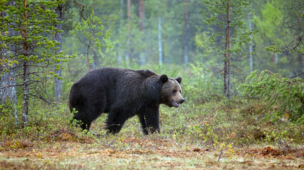 Wild brown bear (Ursus arctos)