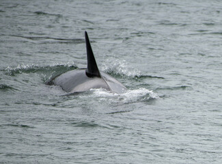 Obraz premium dolphin in the water