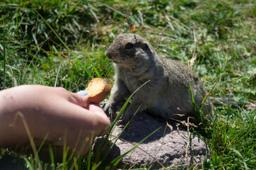 Marmot. Mountains, Caucasus