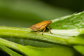little spittlebug on a stem of a plant