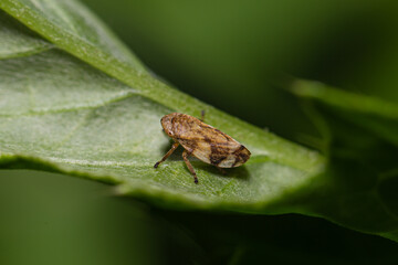 little brown spittlebug on a leaf