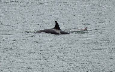 Fototapeta premium two dolphins jumping