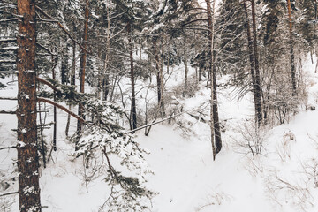Obraz premium Siberian winter forest with pine trees on slope and frozen tree branches
