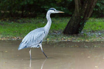 Grey Heron in Vondelpark, Amsterdam.