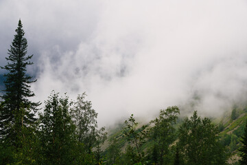 Foggy morning in woods. Treetops are covered with clouds in rainy weather. Pine trees on hillside on rainy day in fog.