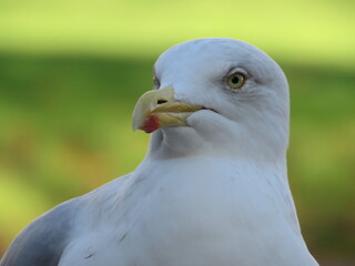 beautiful and funny seagull Single Seagull bird standing white bird seagull.