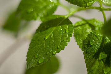 Green leaves of Plectranthus australis plants on a grey background