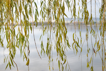 Leaves in front of lake